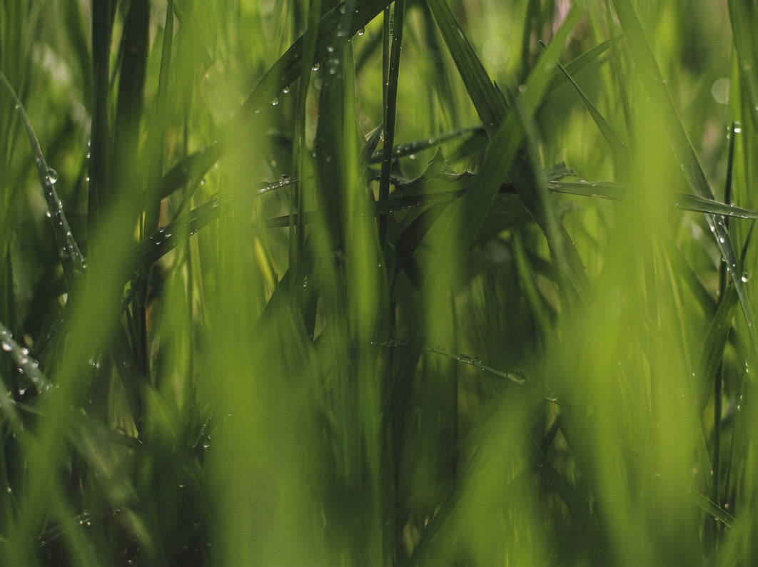 Tappe, CPF Climate